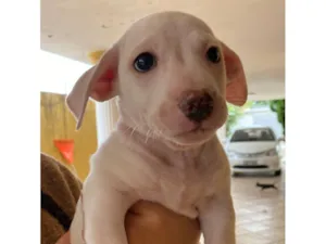 Cachorro raça SRD-ViraLata idade 2 a 6 meses nome (sem nome)