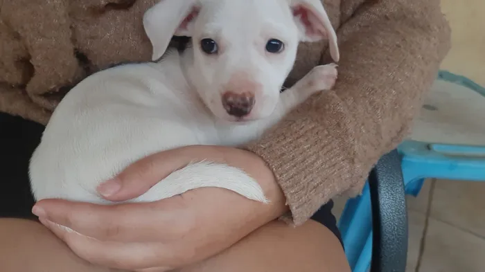 Cachorro raça SRD-ViraLata idade 2 a 6 meses nome (sem nome)