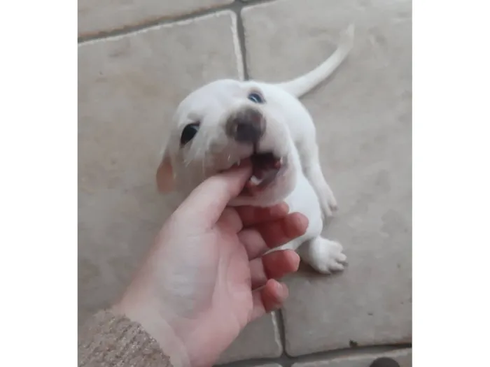 Cachorro raça SRD-ViraLata idade 2 a 6 meses nome (sem nome)