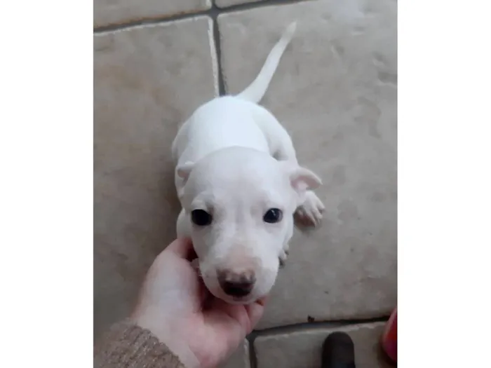 Cachorro raça SRD-ViraLata idade 2 a 6 meses nome (sem nome)