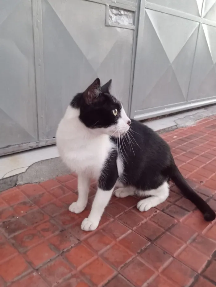 Gato raça SRD-ViraLata idade 2 anos nome Não tem nome (S/N)