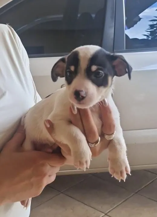 Cachorro raça SRD-ViraLata idade 2 a 6 meses nome (sem nome)