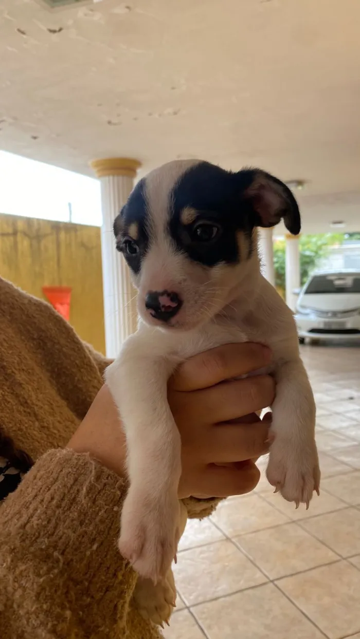 Cachorro raça SRD-ViraLata idade 2 a 6 meses nome (sem nome)