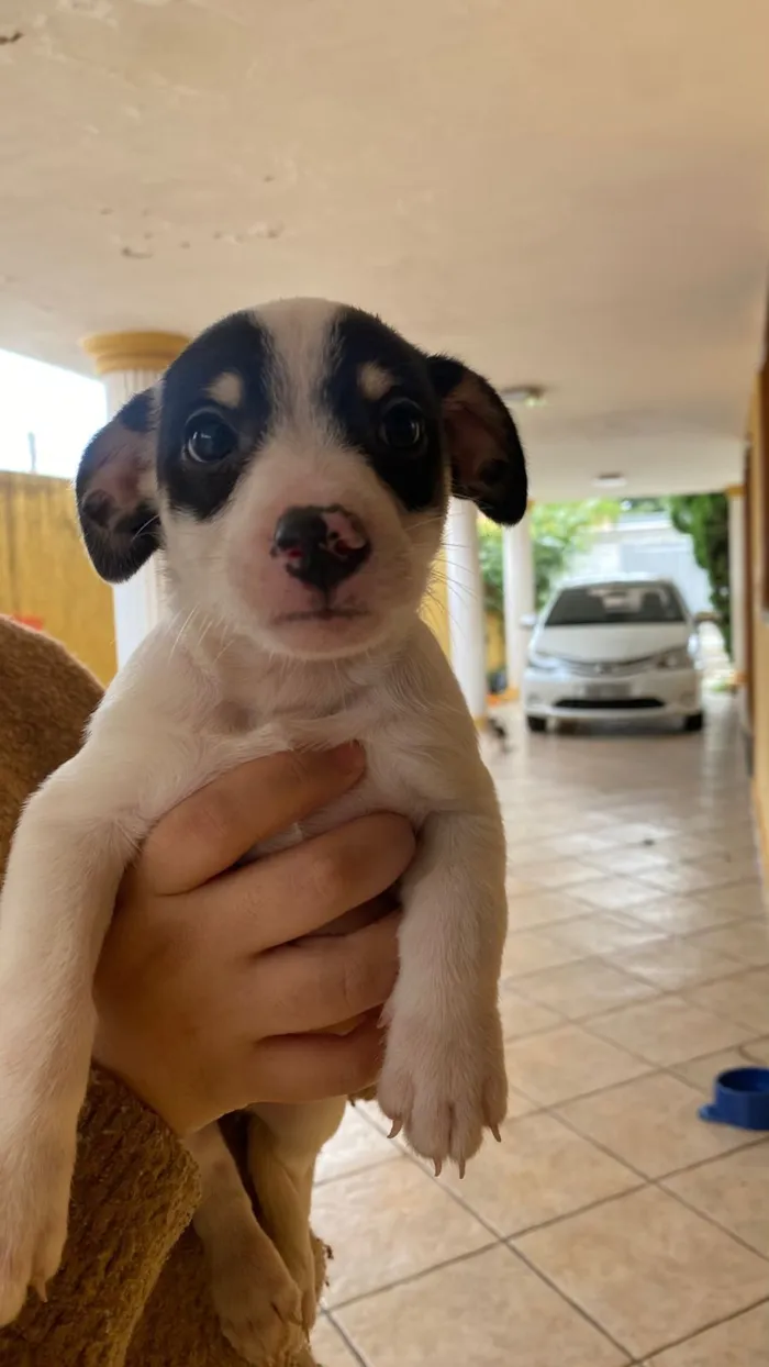 Cachorro raça SRD-ViraLata idade 2 a 6 meses nome (sem nome)