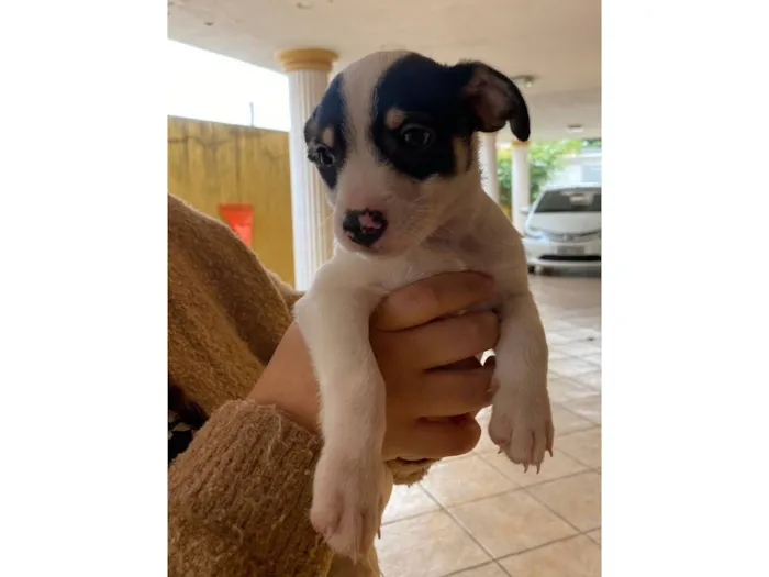 Cachorro raça SRD-ViraLata idade 2 a 6 meses nome (sem nome)