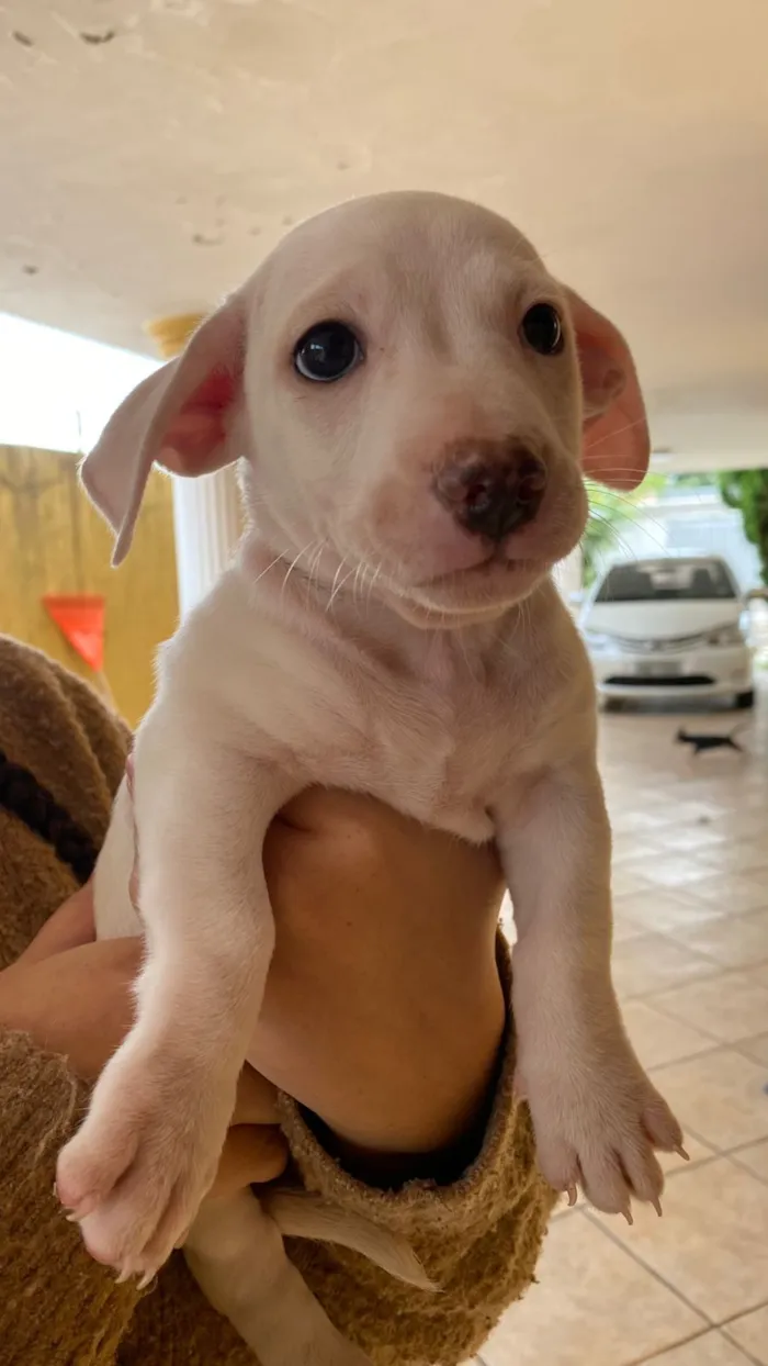 Cachorro raça SRD-ViraLata idade 2 a 6 meses nome (sem nome)