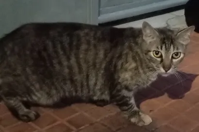 Gato raça SRD-ViraLata idade 2 anos nome Não tem nome (S/N)