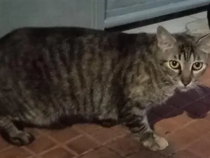 Gato raça SRD-ViraLata idade 2 anos nome Não tem nome (S/N)