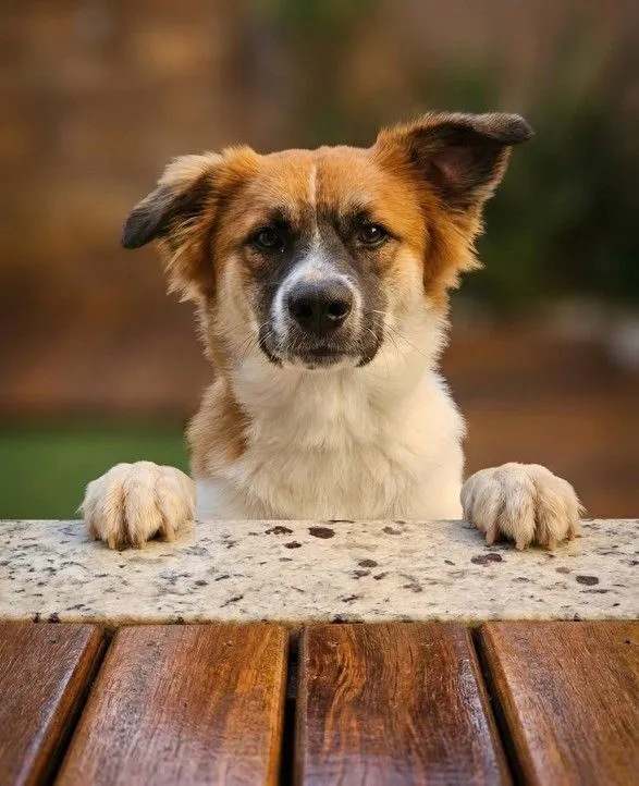 Cachorro raça SRD-ViraLata idade 1 ano nome Milo