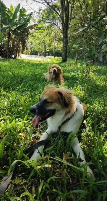 Cachorro raça SRD-ViraLata idade 1 ano nome Milo
