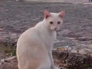 Gato raça SRD-ViraLata idade 2 anos nome Não tem nome (S/N)