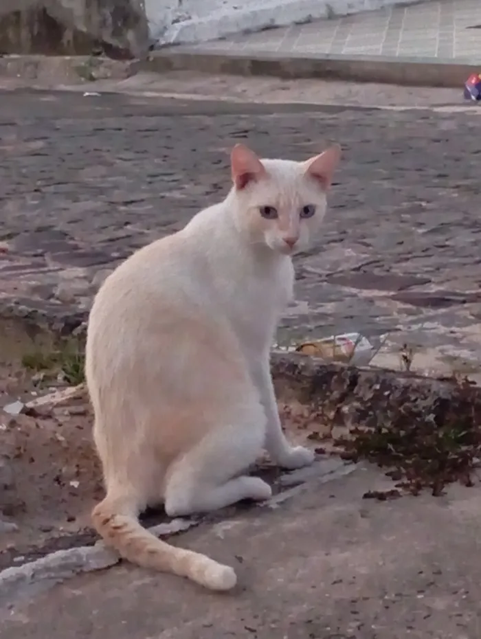 Gato raça SRD-ViraLata idade 2 anos nome Não tem nome (S/N)