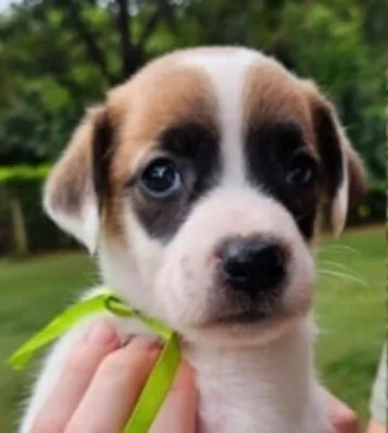 Cachorro raça SRD-ViraLata idade Abaixo de 2 meses nome Duke 