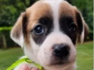 Cachorro raça SRD-ViraLata idade Abaixo de 2 meses nome Duke 