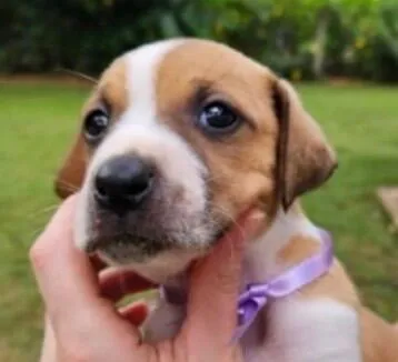 Cachorro raça SRD-ViraLata idade Abaixo de 2 meses nome Julie 