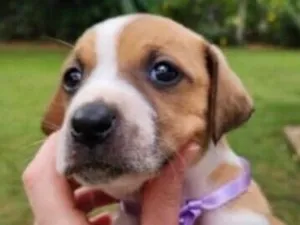 Cachorro raça SRD-ViraLata idade Abaixo de 2 meses nome Julie 