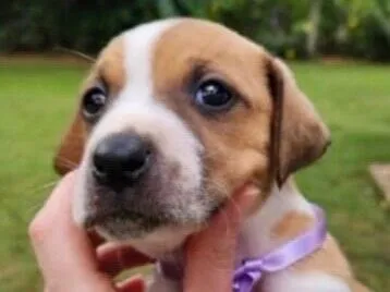 Cachorro raça SRD-ViraLata idade Abaixo de 2 meses nome Julie 