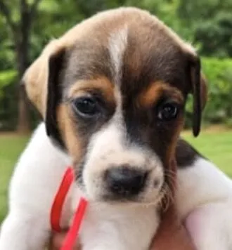 Cachorro raça SRD-ViraLata idade Abaixo de 2 meses nome Malu 