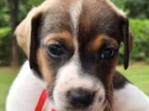 Cachorro raça SRD-ViraLata idade Abaixo de 2 meses nome Malu 