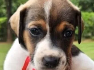 Cachorro raça SRD-ViraLata idade Abaixo de 2 meses nome Malu 