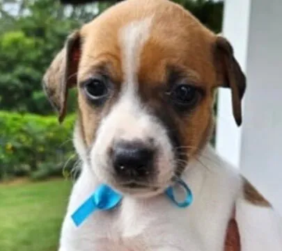 Cachorro raça SRD-ViraLata idade Abaixo de 2 meses nome Cacau 