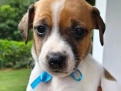 Cachorro raça SRD-ViraLata idade Abaixo de 2 meses nome Cacau 