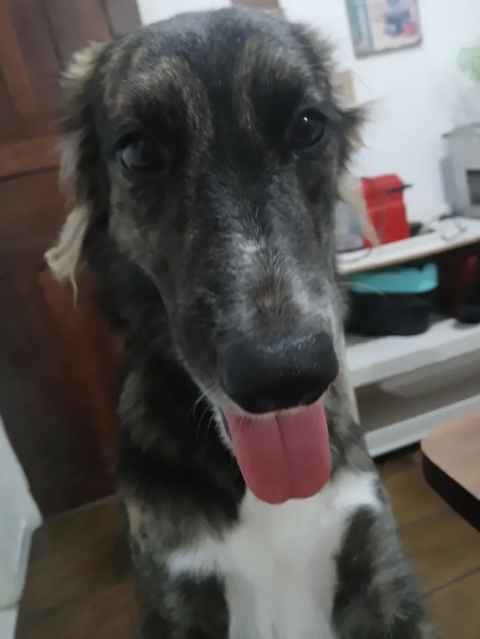 Cachorro raça SRD-ViraLata idade 1 ano nome alice