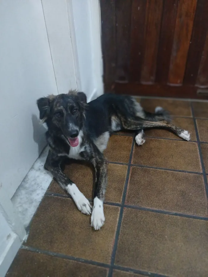 Cachorro raça SRD-ViraLata idade 1 ano nome alice