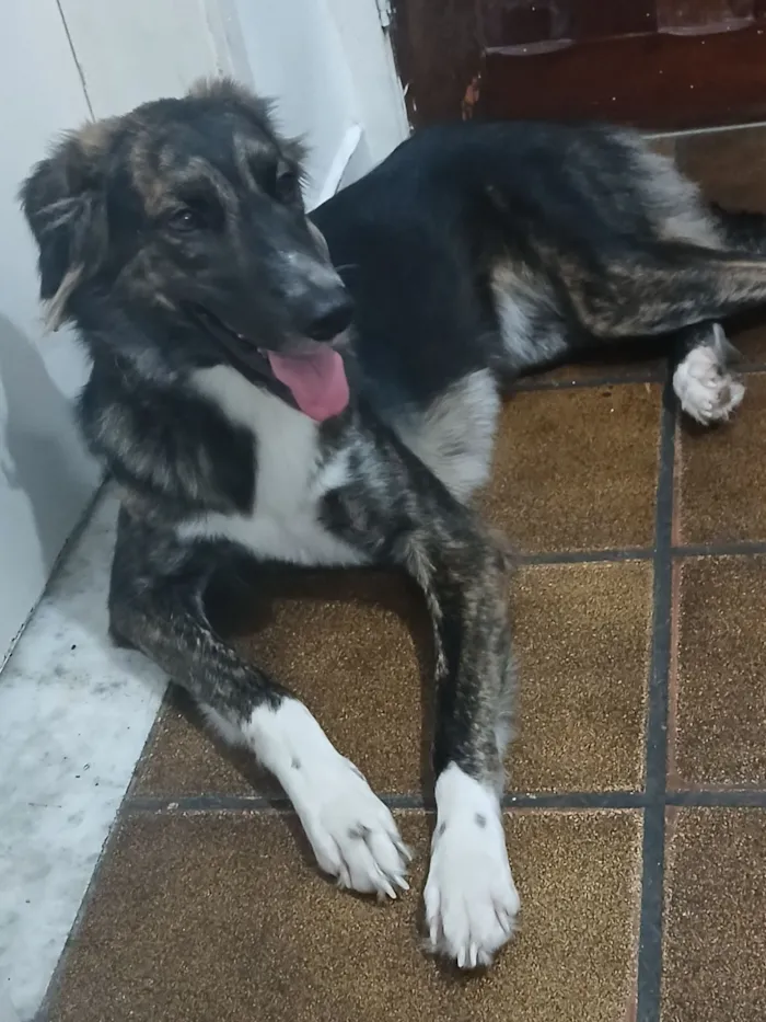Cachorro raça SRD-ViraLata idade 1 ano nome alice