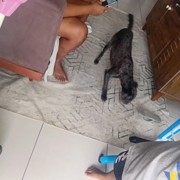 Cachorro raça SRD-ViraLata idade 1 ano nome Lucky 