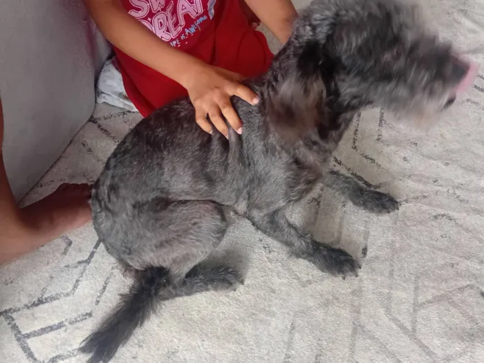 Cachorro raça SRD-ViraLata idade 1 ano nome Lucky 