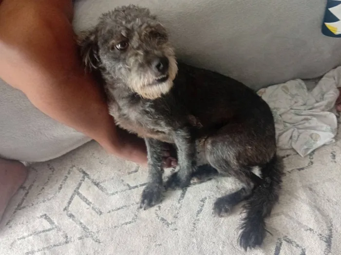 Cachorro raça SRD-ViraLata idade 1 ano nome Lucky 