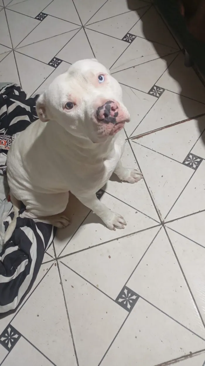 Cachorro raça Pit-Bull idade 1 ano nome maia