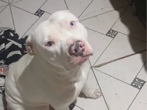 Cachorro raça Pit-Bull idade 1 ano nome maia