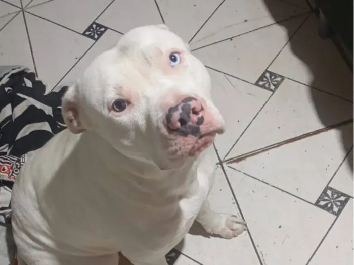 Cachorro raça Pit-Bull idade 1 ano nome maia