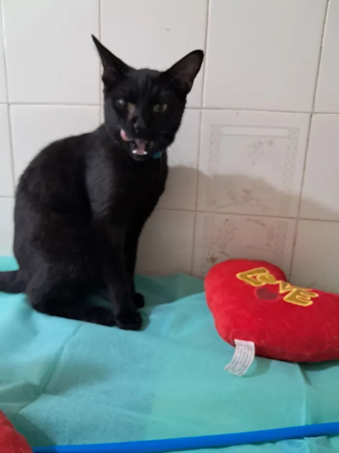 Gato raça SRD-ViraLata idade 7 a 11 meses nome Flow