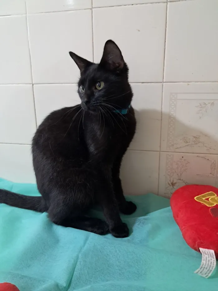 Gato raça SRD-ViraLata idade 7 a 11 meses nome Flow