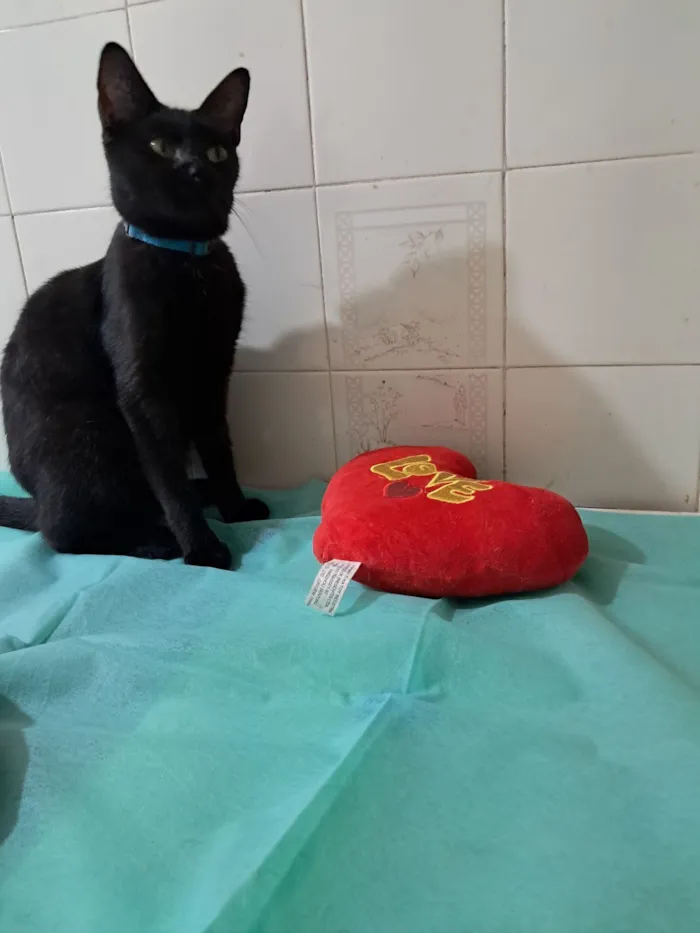 Gato raça SRD-ViraLata idade 7 a 11 meses nome Flow