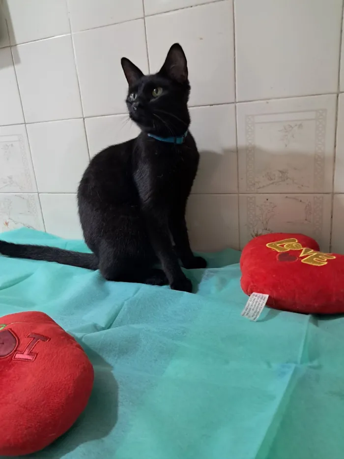 Gato raça SRD-ViraLata idade 7 a 11 meses nome Flow