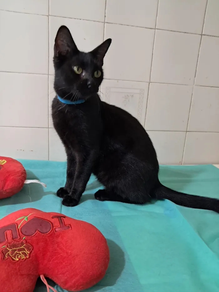 Gato raça SRD-ViraLata idade 7 a 11 meses nome Flow