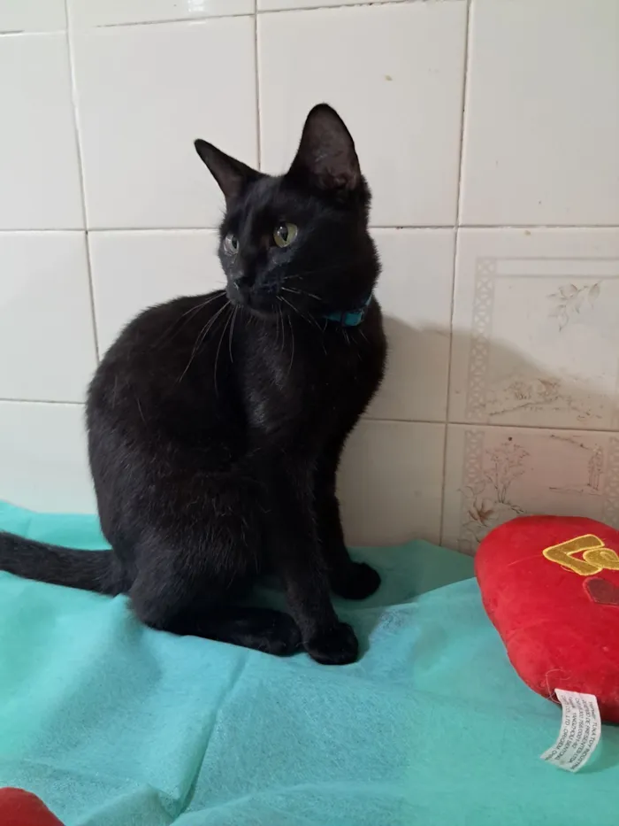 Gato raça SRD-ViraLata idade 7 a 11 meses nome Flow