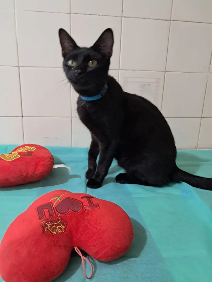 Gato raça SRD-ViraLata idade 7 a 11 meses nome Flow