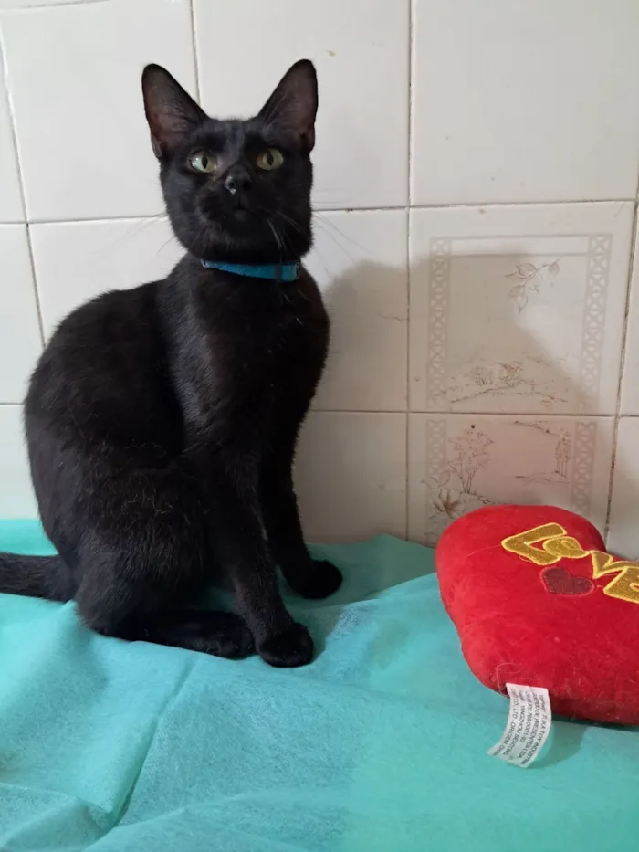 Gato raça SRD-ViraLata idade 7 a 11 meses nome Flow