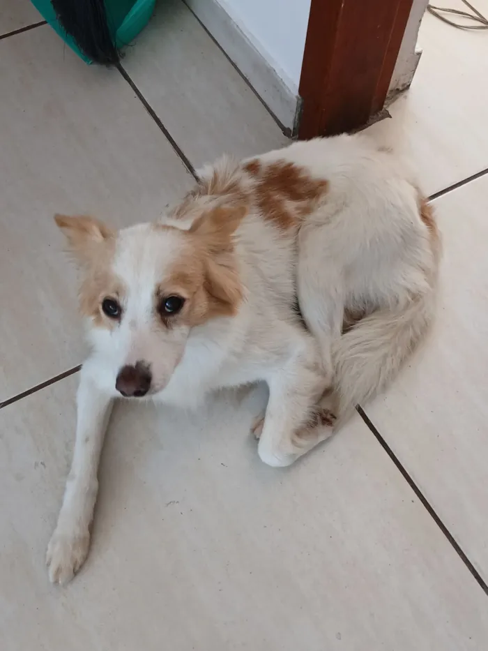 Cachorro raça SRD-ViraLata idade 5 anos nome Simba