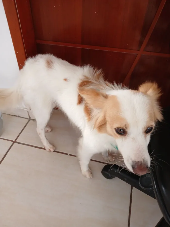Cachorro raça SRD-ViraLata idade 5 anos nome Simba