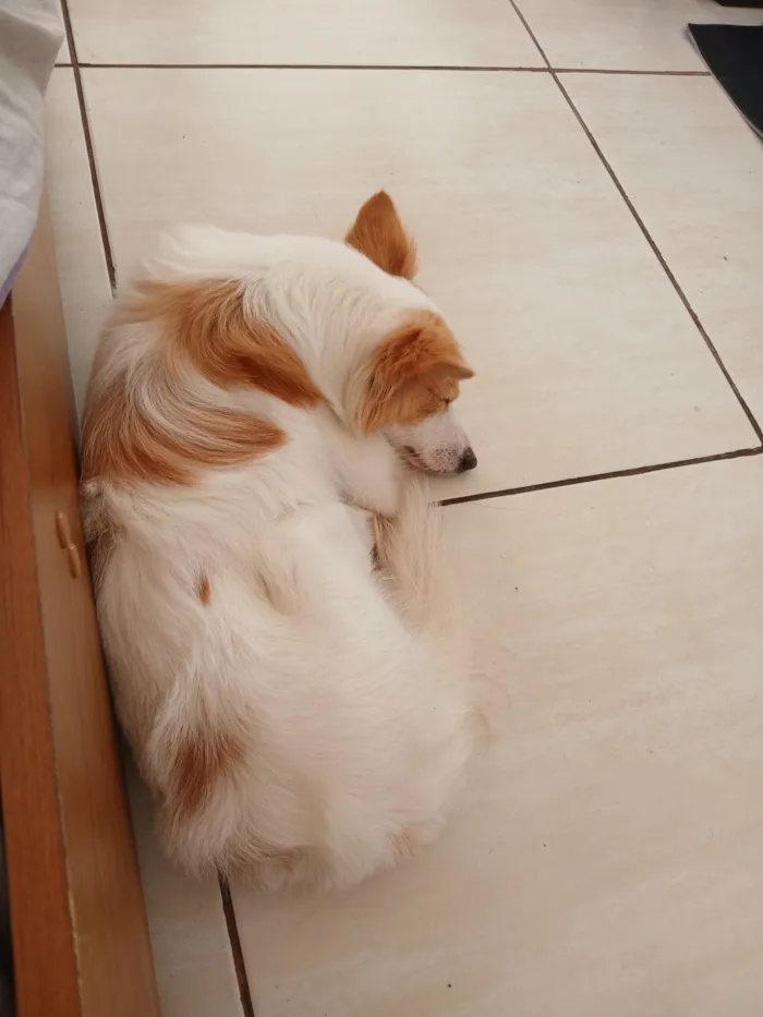 Cachorro raça SRD-ViraLata idade 5 anos nome Simba