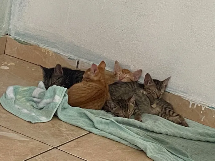 Gato raça SRD-ViraLata idade Abaixo de 2 meses nome Não tem nome 