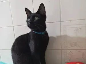 Gato raça SRD-ViraLata idade 7 a 11 meses nome Flow