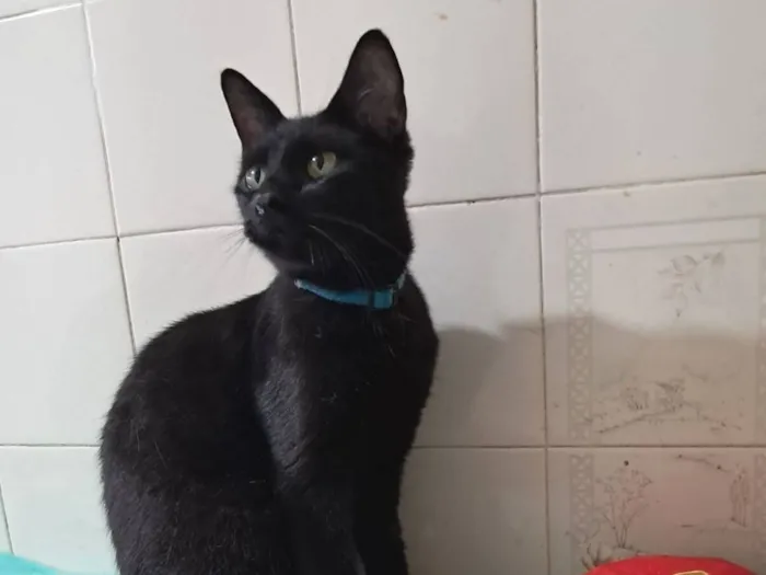 Gato raça SRD-ViraLata idade 7 a 11 meses nome Flow