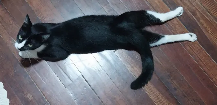 Gato raça SRD-ViraLata idade 1 ano nome Furiosinho